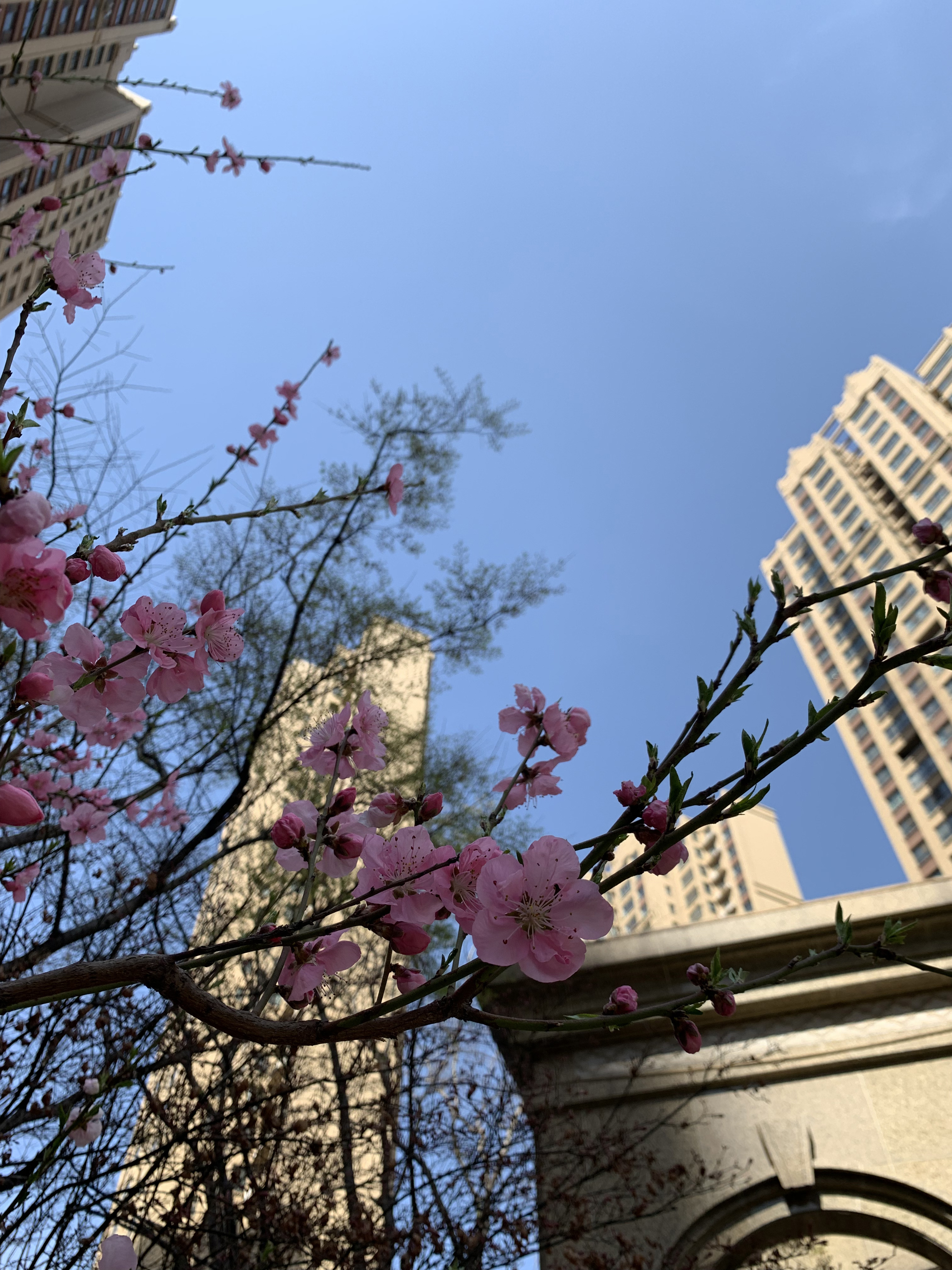 花團錦簇 (5).JPG